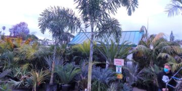 WODYETIA BIFURCATA THE FOXTAIL PALM