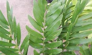 ZAMIA AMBLYPHYLLIDIA DWARF GREEN CYCAD