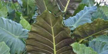 ALOCASIA KUCHING MASK LUSH TROPICAL GREEN COMPANION PLANT WITH UPRIGHT LEAVES