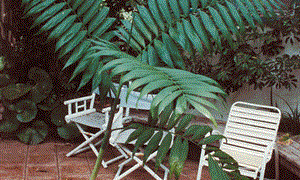 CHAMAEDOREA WOODSONIANA TALL, THICK TRUNK, BEAUTIFUL GREEN PINNATE PALM