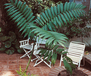 CHAMAEDOREA WOODSONIANA TALL, THICK TRUNK, BEAUTIFUL GREEN PINNATE PALM