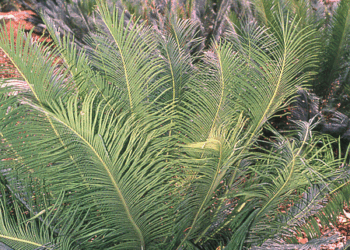 CYCAS PANZHIHUAENSIS RARE GREEN CHINESE CYCAD EXCELLENT COLD HARDINESS