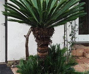 CYCAD HYBRID – CYCAS REVOLUTA X DEBAOENSIS INTERESTING AND FAIRLY COLD HARDY HYBRID
