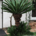 CYCAD HYBRID – CYCAS REVOLUTA X DEBAOENSIS INTERESTING AND FAIRLY COLD HARDY HYBRID
