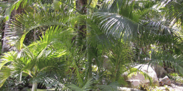 DYPSIS ONILAHENSIS HYBRID COULD END UP BEING SINGLE TRUNK OR A SUCKERING PALM