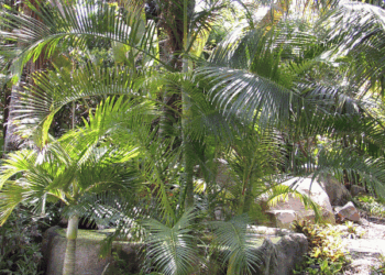DYPSIS ONILAHENSIS HYBRID COULD END UP BEING SINGLE TRUNK OR A SUCKERING PALM