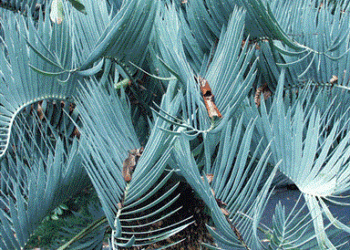 ENCEPHALARTOS EUGENE-MARAISII EXTREMELY ATTRACTIVE BLUE TRANSVAAL CYCAD
