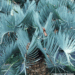 ENCEPHALARTOS EUGENE-MARAISII EXTREMELY ATTRACTIVE BLUE TRANSVAAL CYCAD