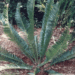 ENCEPHALARTOS MUNCHII A RARE CENTRAL AFRICAN CYCAD
