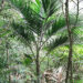 KENTIOPSIS PYRIFORMIS SUPER RARE SINGLE TRUNK PINNATE PALM