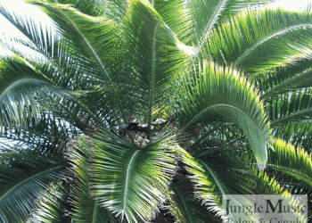 PHOENIX RUPICOLA THE CLIFF DATE PALM