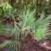 SABAL LOUISIANA THE LOUISIANA PALMETTO PALM