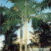 VEITCHIA ARECINA EXOTIC MEDIUM TO TALL PINNATE SUN PALM