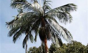 Acanthophoenix rubra