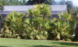 Acoelorrhaphe wrightii