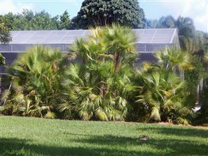 Acoelorrhaphe wrightii