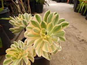 BLACK ROSE, STARBURST AND OTHERS AEONIUM ARBOREUM