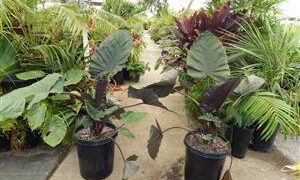 ALOCASIA METALHEAD HYBRID VARIETY WITH SHINY NEW LEAVES