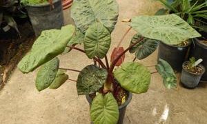 ALOCASIA SERENDIPITY AFRICAN MASK HYBRID VARIETY WITH GREEN-BLACK, PUCKERED LEAVES