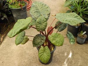ALOCASIA SERENDIPITY AFRICAN MASK HYBRID VARIETY WITH GREEN-BLACK, PUCKERED LEAVES