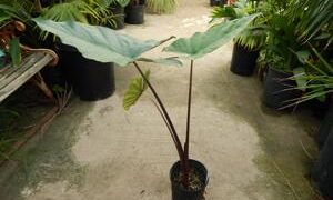 ALOCASIA SUMO HYBRID ALOCASIA – EXOTIC WITH SOME COLD HARDINESS
