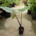 ALOCASIA SUMO HYBRID ALOCASIA – EXOTIC WITH SOME COLD HARDINESS