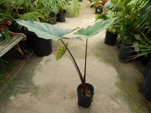 ALOCASIA SUMO HYBRID ALOCASIA – EXOTIC WITH SOME COLD HARDINESS