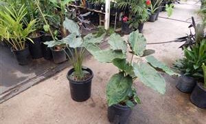 ALOCASIA WENTII SEMI-DWARF TROPICAL ELEPHANT EAR PLANT