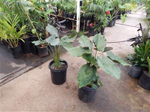 ALOCASIA WENTII SEMI-DWARF TROPICAL ELEPHANT EAR PLANT