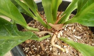 BIRDS NEST ANTHURIUM ANTHURIUM HOOKERI THE PERFECT COMPANION PLANT