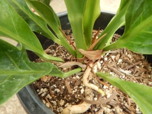 BIRDS NEST ANTHURIUM ANTHURIUM HOOKERI THE PERFECT COMPANION PLANT