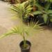ARCHONTOPHOENIX TUCKERI RARE AUSTRALIAN TYPE OF KING PALM