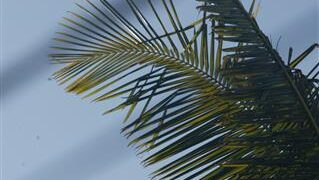 Archontophoenix “teracarpa”