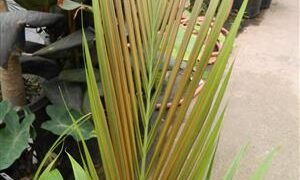 ARCHONTOPHOENIX “TERACARPA” THE BEST KING PALM EVER!