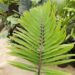 ARENGA MICRANTHA LARGE SUCKERING PINNATE PALM FROM INDIA THAT TOLERATES SIGNIFICANT COLD