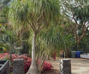 BEAUCARNIA RECURVATA THE PONYTAIL PALM – THE ELEPHANT FOOT PALM MEDIUM HEIGHT – SWOLLEN BASE