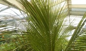 BECCARIOPHOENIX ALFREDII THE MADAGASCAR PLATEAU COCONUT PALM