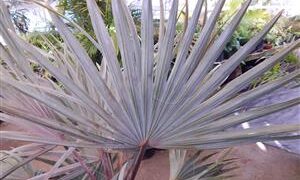 BISMARCKIA NOBILIS BLUE SINGLE TRUNK FAN PALM FROM MADAGASCAR