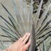 BISMARCKIA NOBILIS BLUE SINGLE TRUNK FAN PALM FROM MADAGASCAR