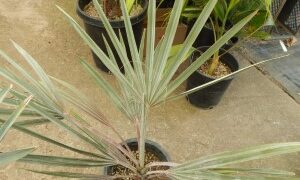 BISMARCKIA NOBILIS BLUE SINGLE TRUNK FAN PALM FROM MADAGASCAR