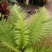 BLECHNUM GIBBUM FERN “MINIATURE TREE FERN”