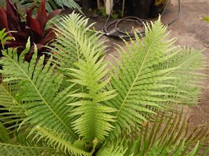 BLECHNUM GIBBUM FERN “MINIATURE TREE FERN”