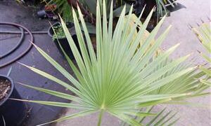 BRAHEA NITIDA FLAT GREEN LEAF – NATIVE TO MEXICO