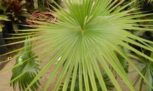 BRAHEA NITIDA NEAR COMPLETELY CIRCULAR FLAT GREEN LEAF NATIVE TO MEXICO