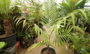 BURRETIOKENTIA HAPALA AN EXOTIC NEW CALEDONIAN PALM FOR SOUTHERN CALIFORNIA
