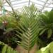 BURRETIOKENTIA HAPALA AN EXOTIC NEW CALEDONIAN PALM FOR SOUTHERN CALIFORNIA