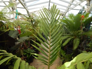 BURRETIOKENTIA HAPALA AN EXOTIC NEW CALEDONIAN PALM FOR SOUTHERN CALIFORNIA