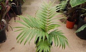 BURRETIOKENTIA HAPALA A GREAT NEW CALEDONIAN PALM FOR SOUTHERN CALIFORNIA