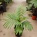 BURRETIOKENTIA HAPALA A GREAT NEW CALEDONIAN PALM FOR SOUTHERN CALIFORNIA