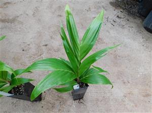 BURRETIOKENTIA HAPALA A GREAT NEW CALEDONIAN PALM FOR SOUTHERN CALIFORNIA